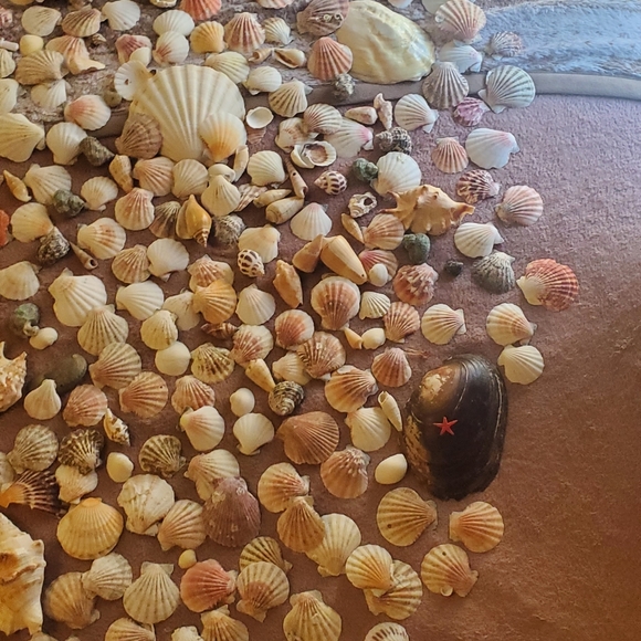 Real sea shells - Picture 3 of 13